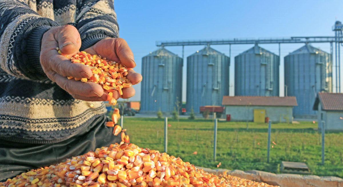 Corn as unsustainable agriculture