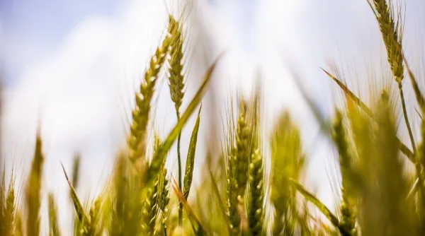 Ban GMO
