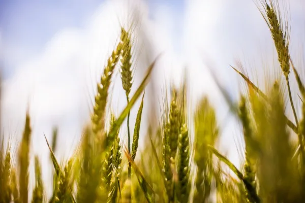 Ban GMO