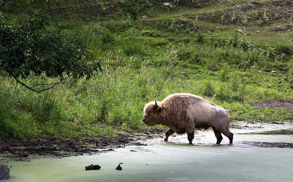 Press Release: Ho-Chunk Nation General Council Approves Rights of Nature Constitutional Amendment