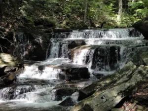 Crystal Spring Ecosystem