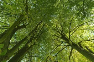 sustainability