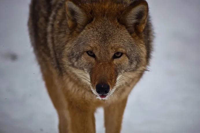 Patricia Randolph’s Madravenspeak: Plaintiff Coyote: Group helps communities put rights of nature into law