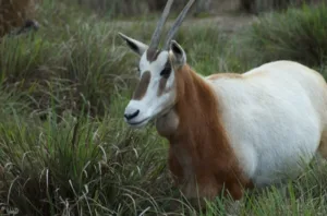 animal rights India