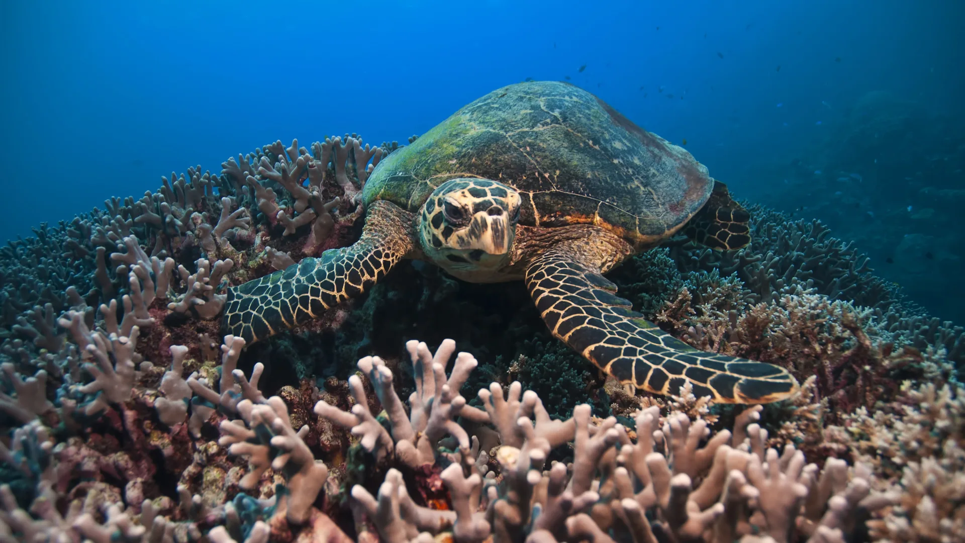 Rights of the Great Barrier Reef
