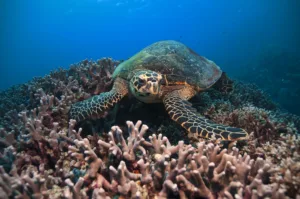 Rights of the Great Barrier Reef