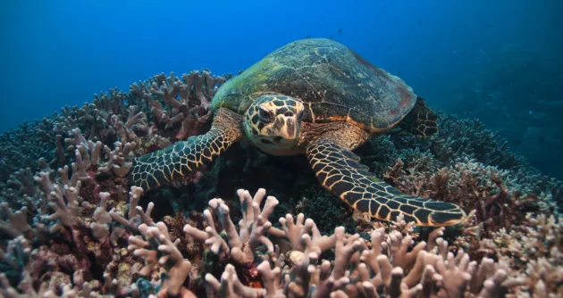 Rights of the Great Barrier Reef