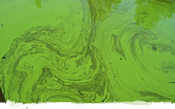 Media Statement: Lake Erie Bill of Rights Court Case Heats Up as Algae Bloom Grows