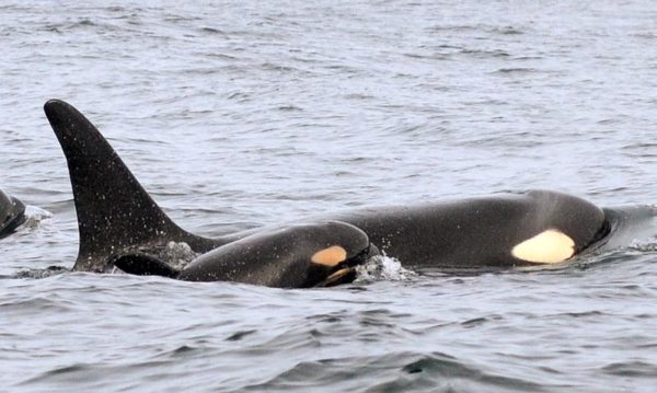 KNKX: ‘Rights of nature’ movement expands locally to help protect endangered orcas, Salish Sea