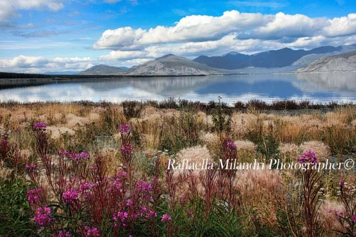 Imascalzoneit.com: Rights of Nature