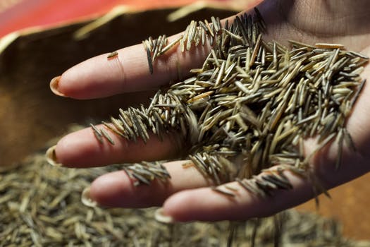 StarTribune: Minnesota tribe asks: Can wild rice have its own legal rights?