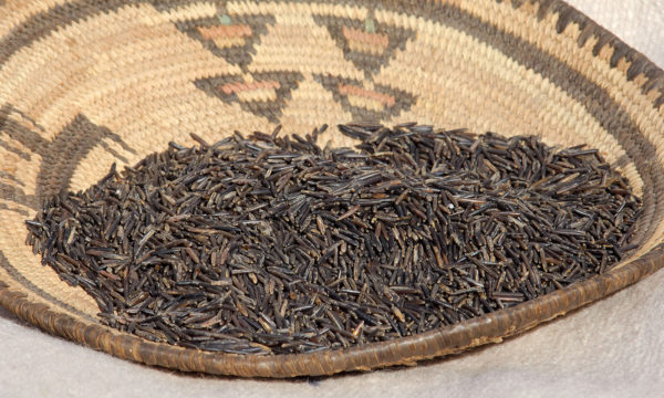 Yes! Magazine: The White Earth Band of Ojibwe Legally Recognized the Rights of Wild Rice. Here’s Why