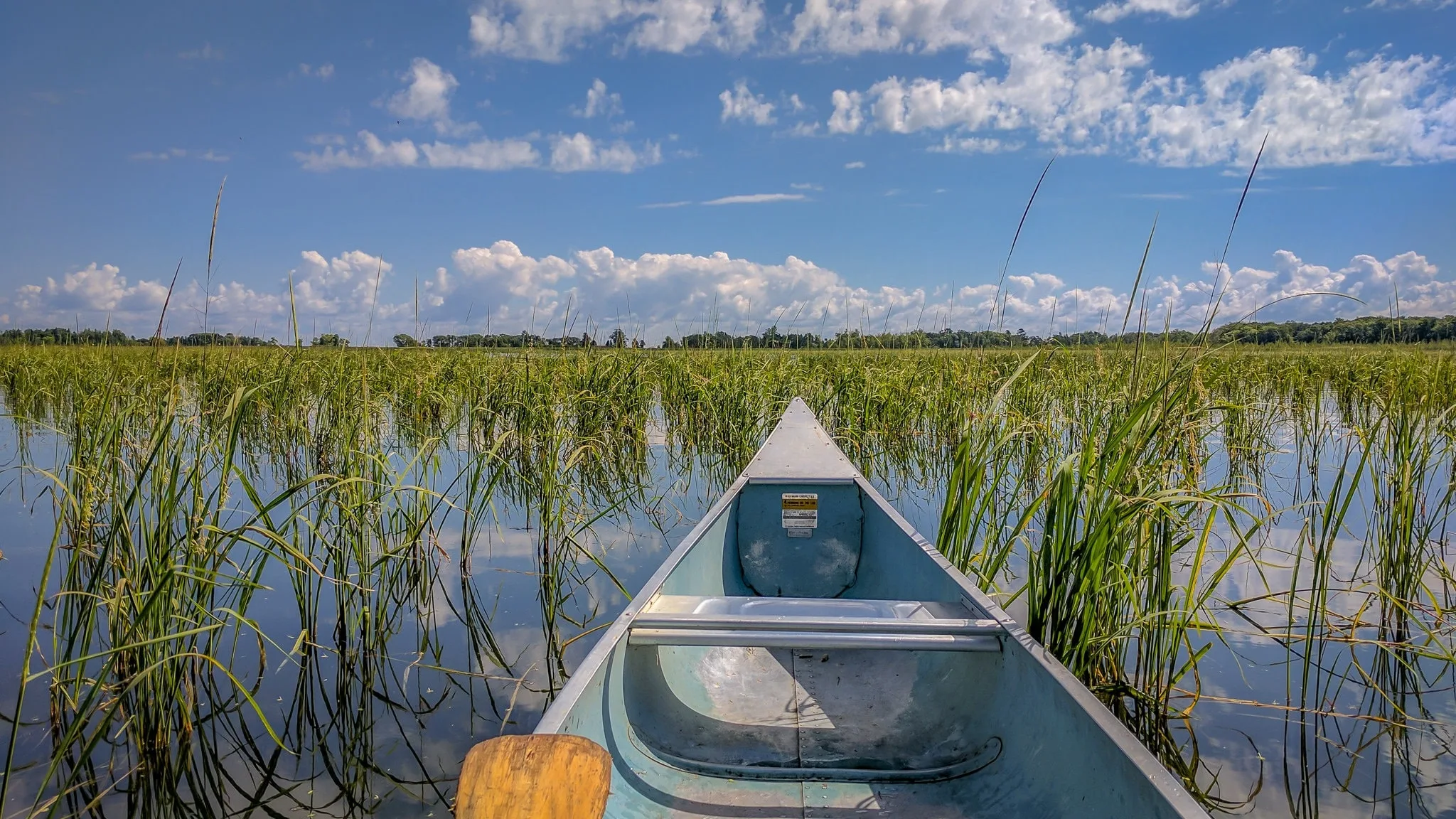 The Rights of Wild Rice