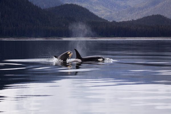 Voices for Biodiversity: Fighting for the Rights of Southern Resident Orcas