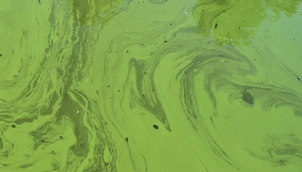 BREAKING: Repressive Tactics Used to Attack Rights of Nature