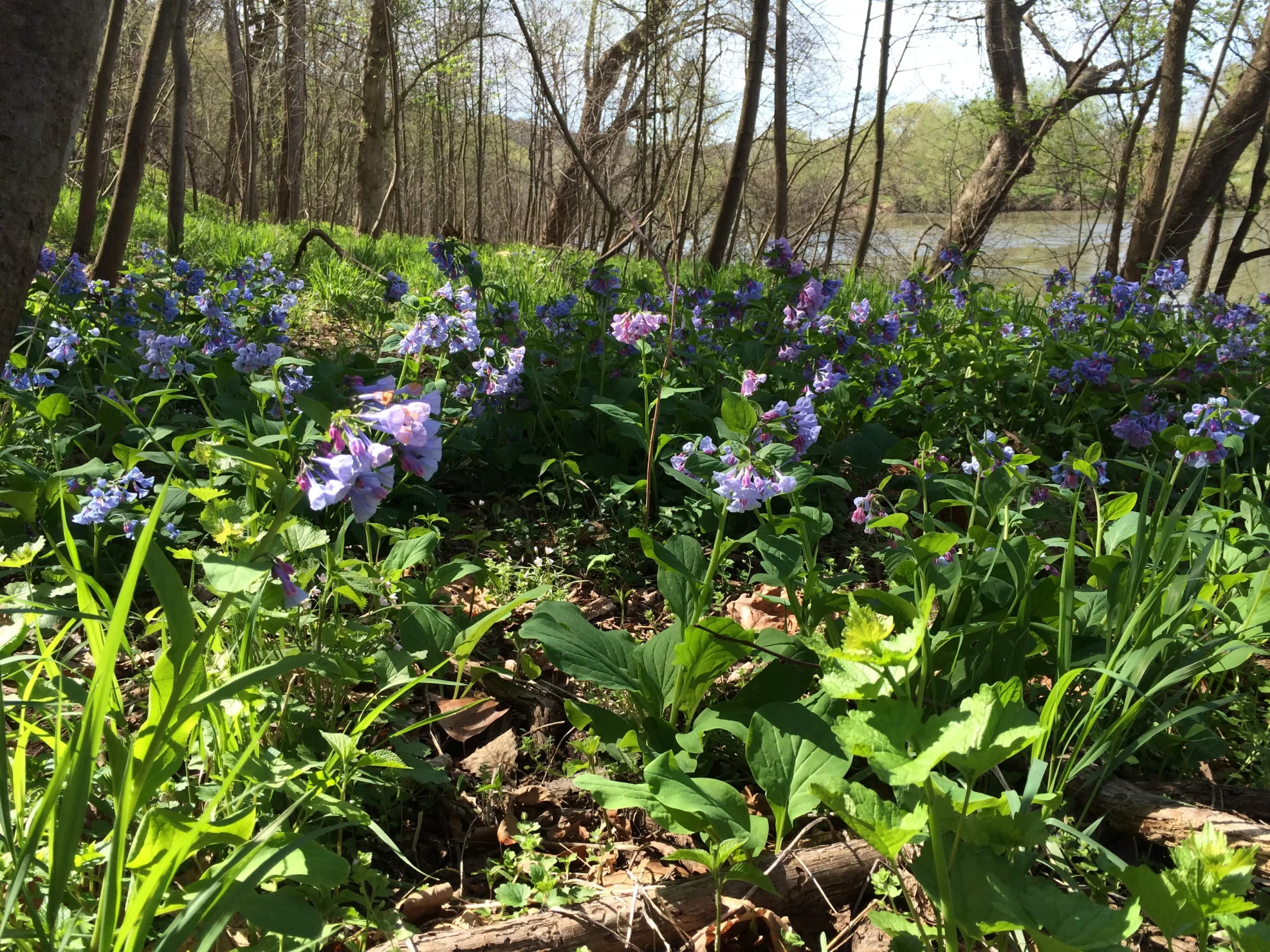 Virginia Network Launched to Challenge Corporatism and Dillon’s Rule, Advance Rights of Nature