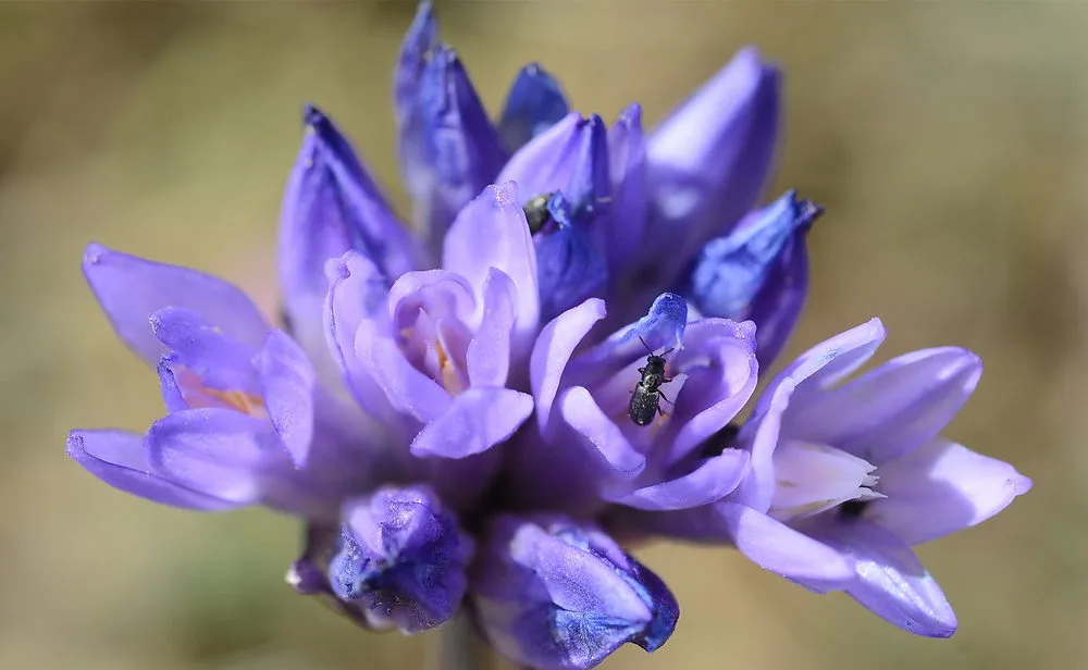 Newsletter: The Rights of Nature Are Blooming