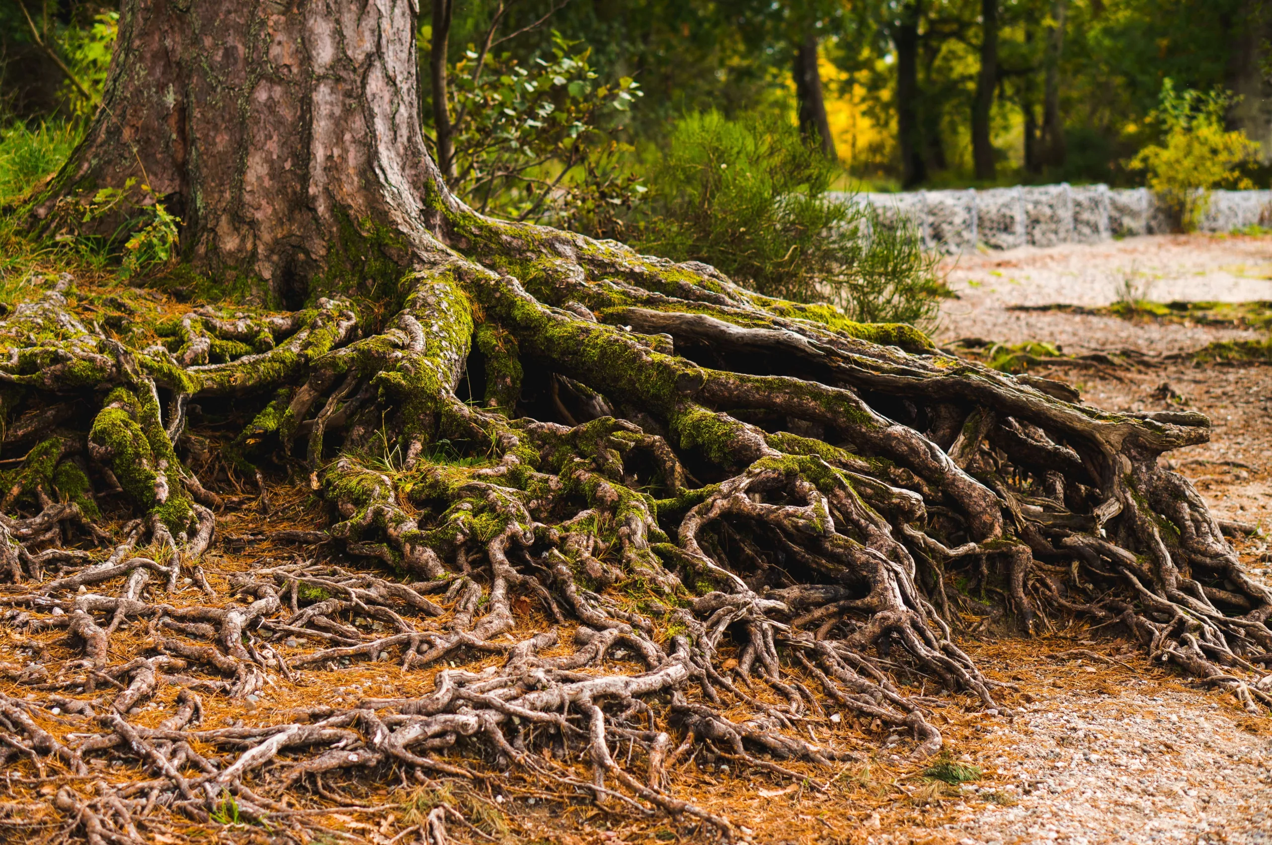 Newsletter: Building International Rights of Nature Solidarity