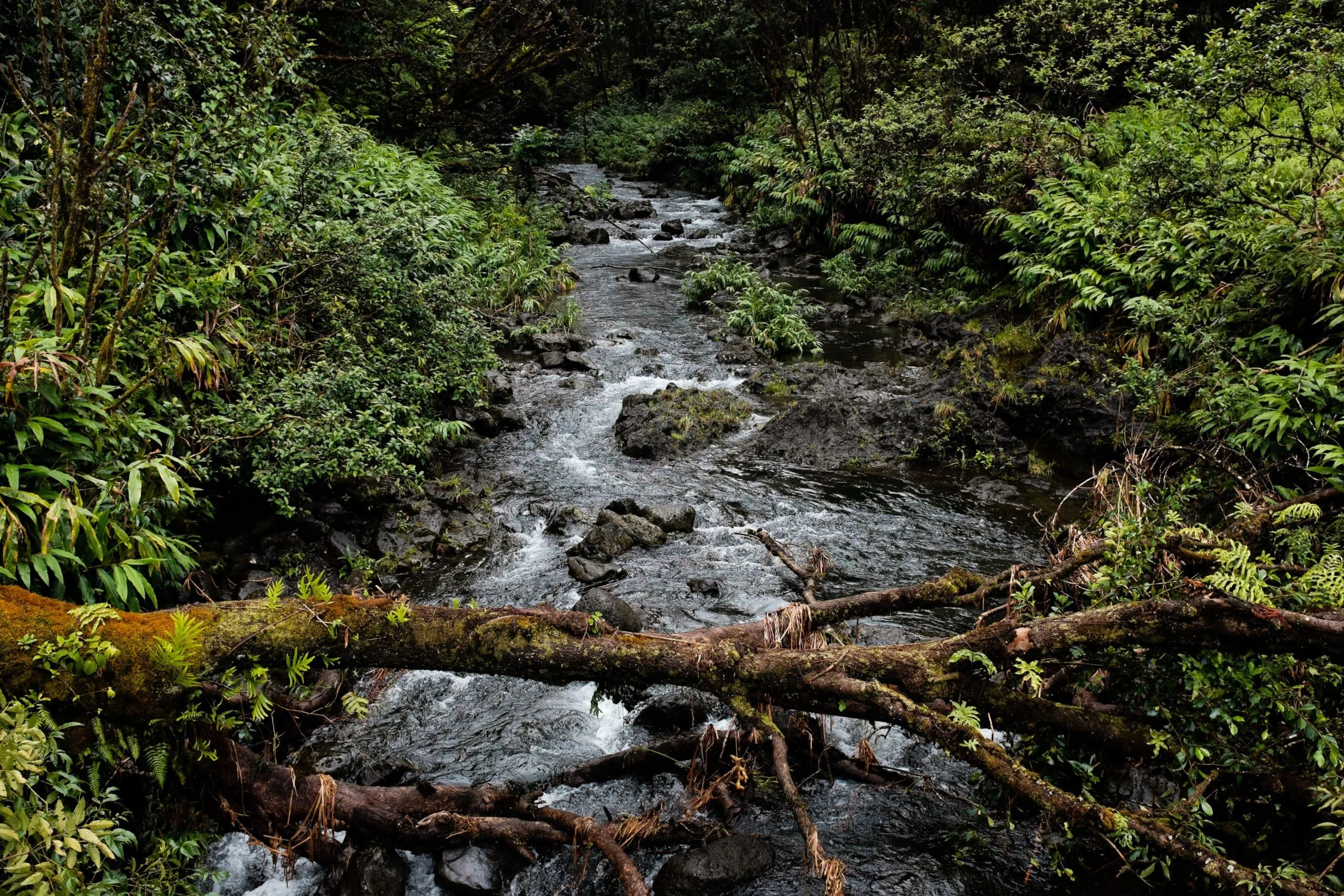 Support Grows for Rights of Wetlands
