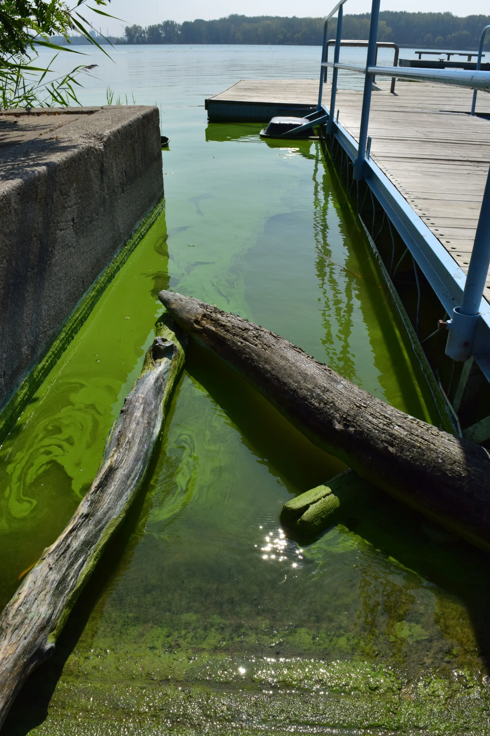 Toledo Residents Give Judge Chance to Enforce Lake Erie Bill of Rights, Demand Immediate Protection for Lake Erie, Including Ban on Factory Farms