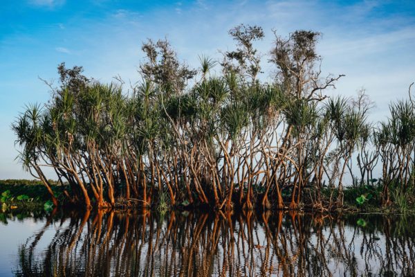 Do No Harm: Protecting the Rights of Mangroves in Ecuador From Injury