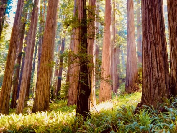 Counter Punch: CELDF and the Rights of Nature